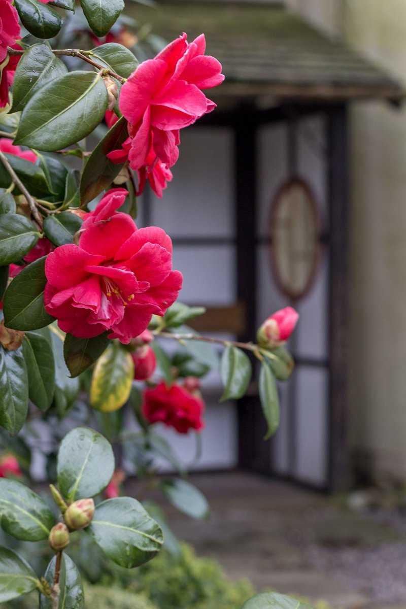 Japanese Garden, Birmingham Botanical Gardens (April 2018)